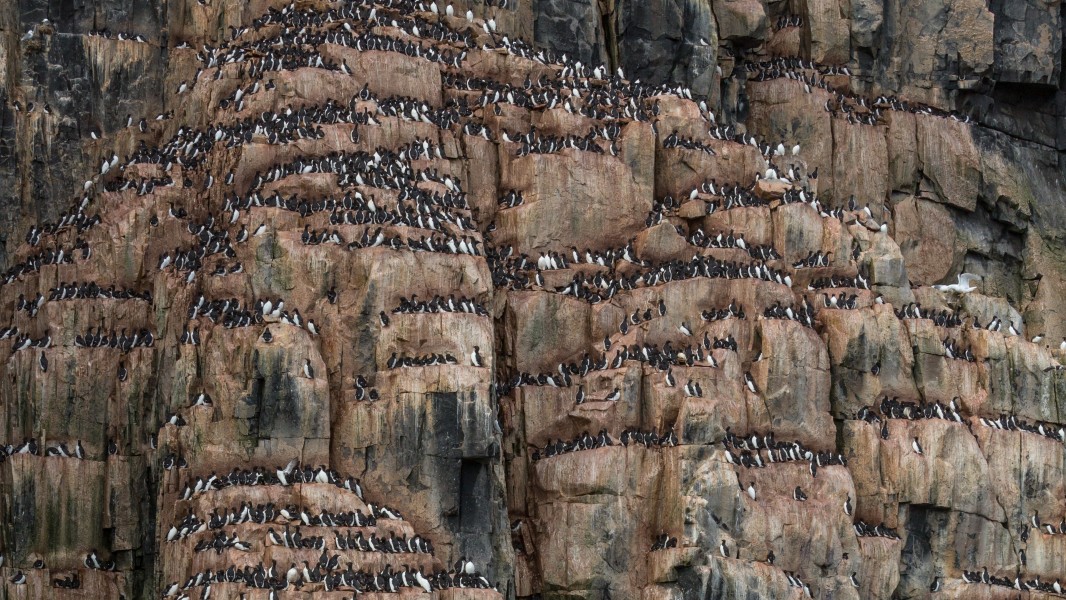 A Colony of Brünnich's guillemot (Uria lomvia) at Alkefjellet, Svalbard