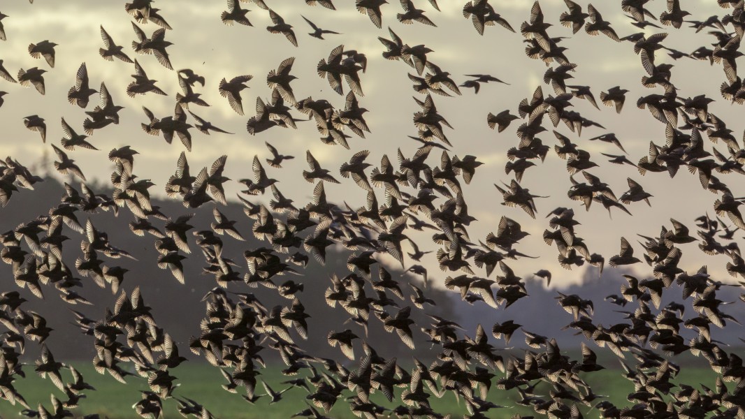 A flock of starlings (Sturnus vulgaris) gather in the evening hours in autumn
