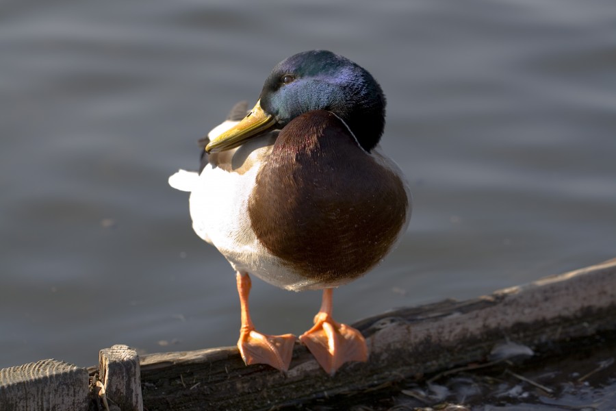 Ánade Real (Anas platyrhynchos) en el Palacio de Nymphenburg, Múnich, Alemania20