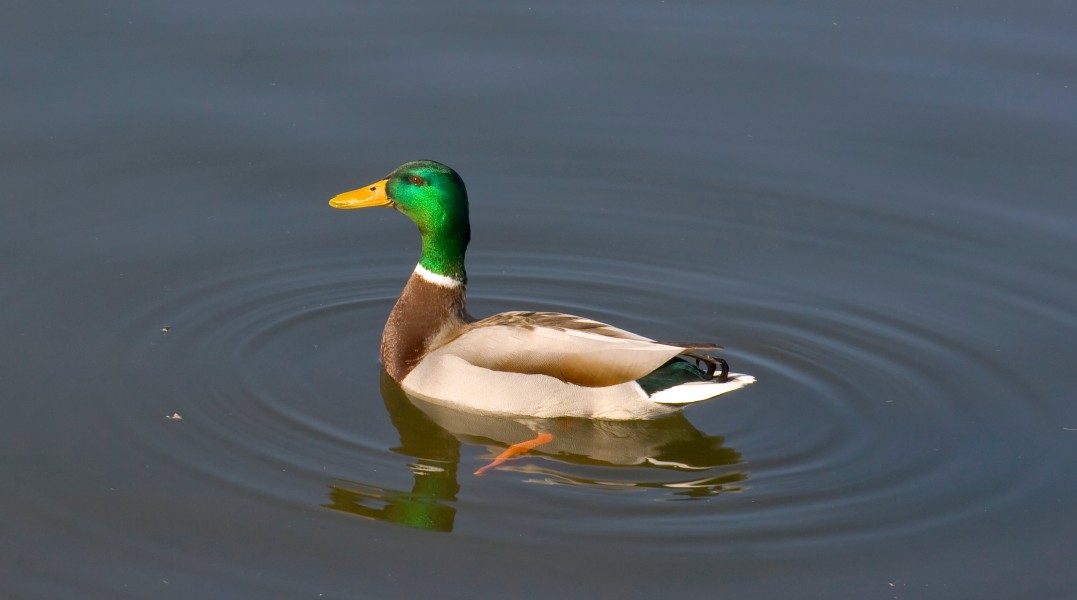 Ánade Real (Anas platyrhynchos) en el Palacio de Nymphenburg, Múnich, Alemania22