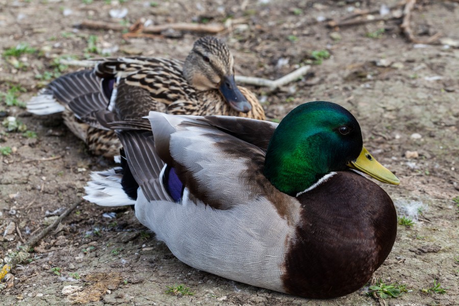 Ánade Real (Anas platyrhynchos) en el Palacio de Nymphenburg, Múnich, Alemania, 2013-05-10, DD 02