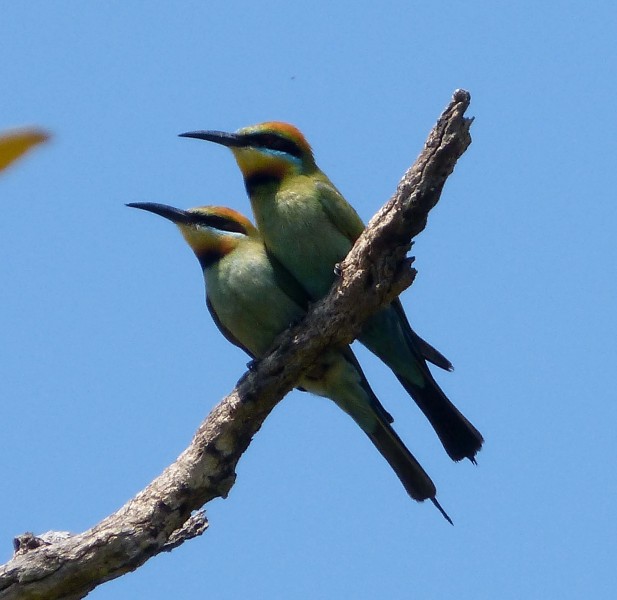 A Pair of Rainbow Bee-eaters. Merops ornatus (15830056282)