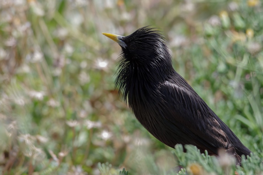 Étourneau unicolore (Spotless Starling) Sturnus unicolor (Tunis- Tunisia)