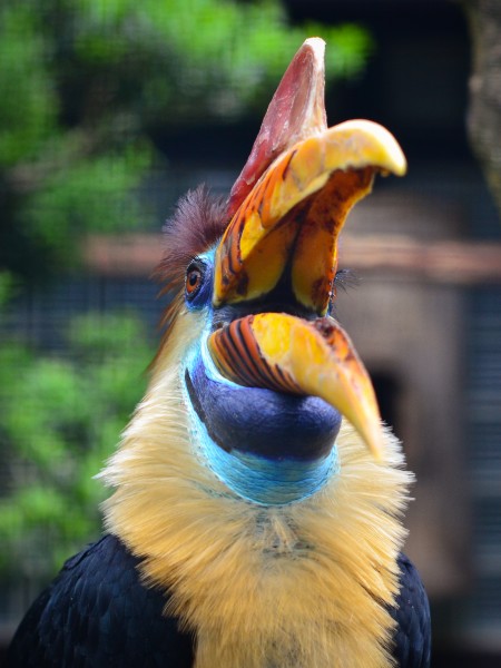 Aceros cassidix (Knobbed Hornbill - Helmhornvogel) - Weltvogelpark Walsrode 2011-08