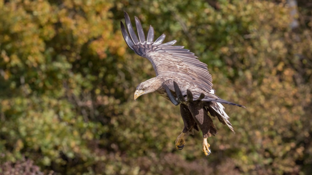 Adult white-tailed eagle (Haliaeetus albicilla) of central Poland in flight (4)