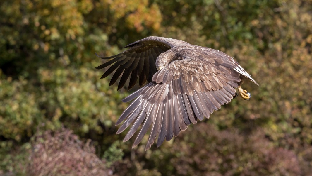 Adult white-tailed eagle (Haliaeetus albicilla) of central Poland in flight (5)