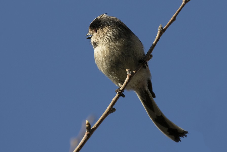 Aegithalos caudatus - Long-tailed Tit 04