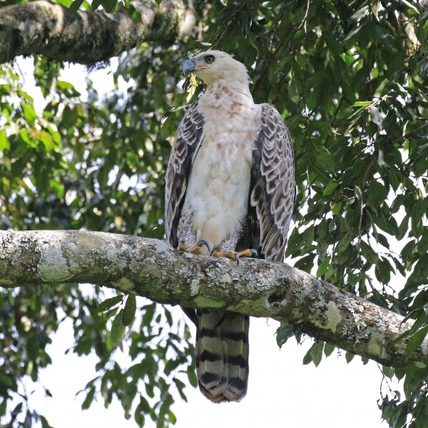 African crowned eagle (Stephanoaetus coronatus) immature