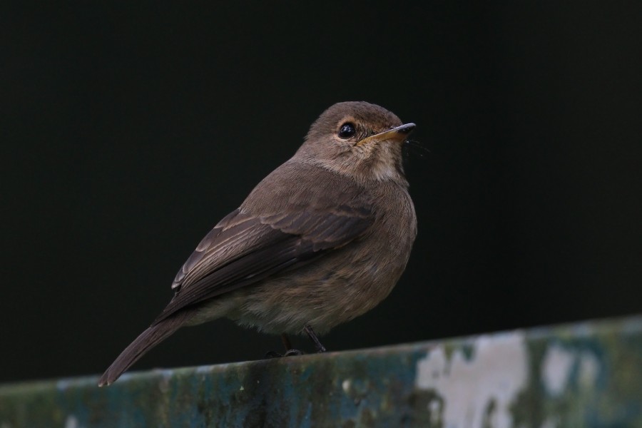 African dusky flycatcher (Muscicapa adusta pumila) juvenile