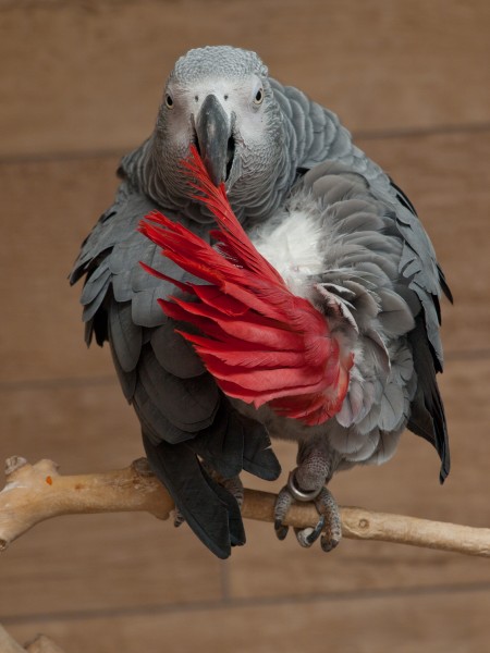 African grey parrot
