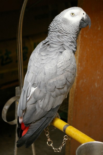 African grey parrot - Shanghai - 20090628 0511