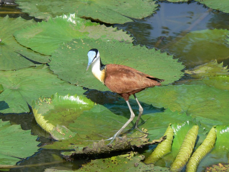 African jacana (393954328)
