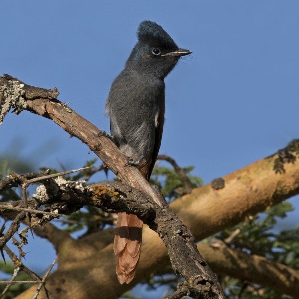 African paradise-flycatcher (Terpsiphone viridis) rufous morph female 2