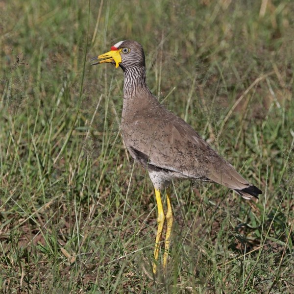 African wattled lapwing (Vanellus senegallus lateralis)
