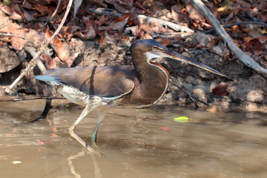 Agami heron (Agamia agami) juvenile