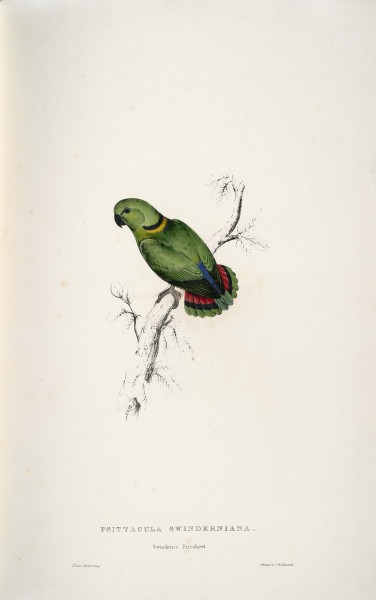 Agapornis swindernianus (Black-collared Loverbird) by Edward Lear