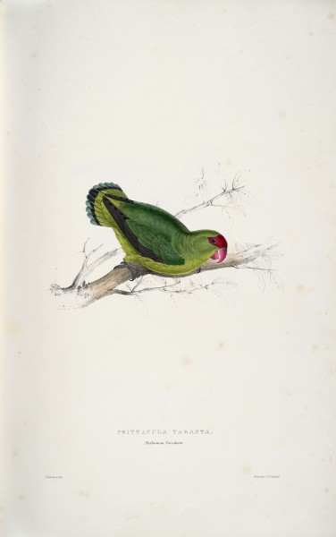Agapornis taranta -Psittacula taranta Abyssinian parrakeet -by Edward Lear 1812-1888