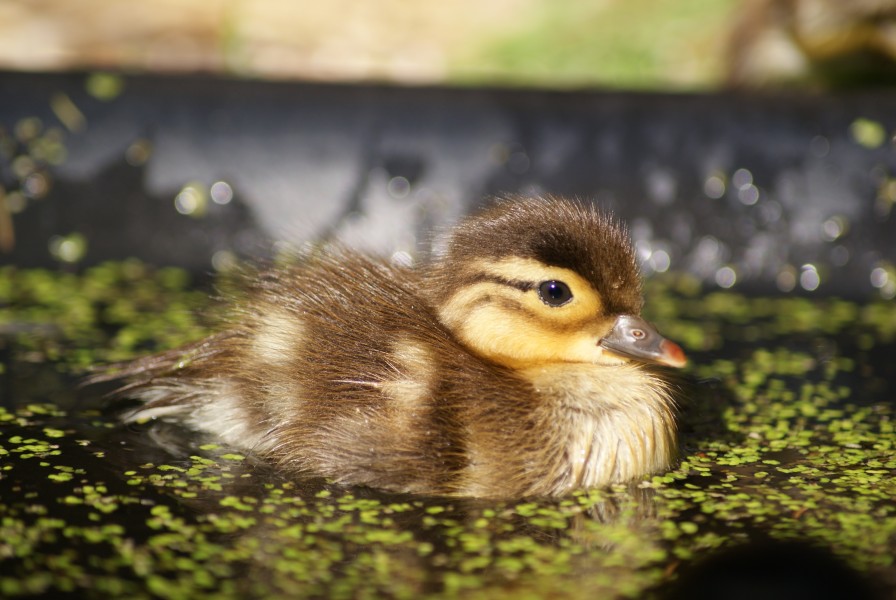 Aix galericulata -Belgium -duckling-8a (4)