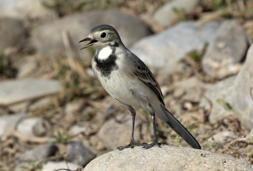 Ak kuyruksallayan - White Wagtail 2016 01-2