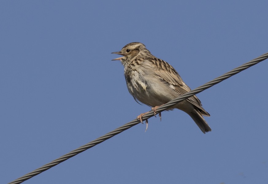 Alauda arvensis - Skylark - Tarlakuşu 02