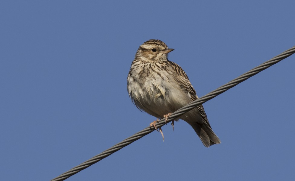 Alauda arvensis - Skylark - Tarlakuşu 04