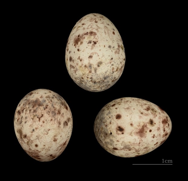 Alcippe nipalensis MHNT 226 Himalaya 5 mai 1898 HdB