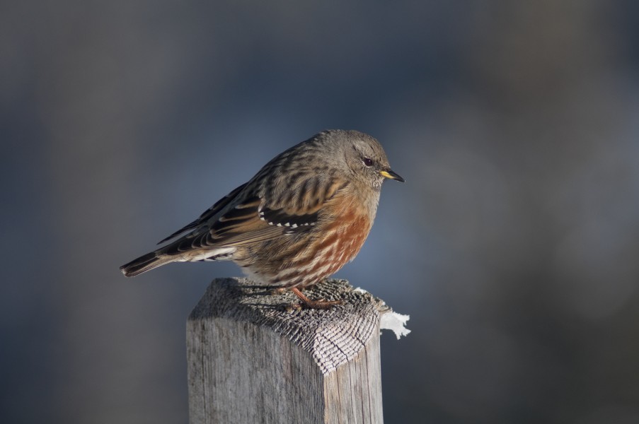 Alpenbraunelle (Prunella collaris)