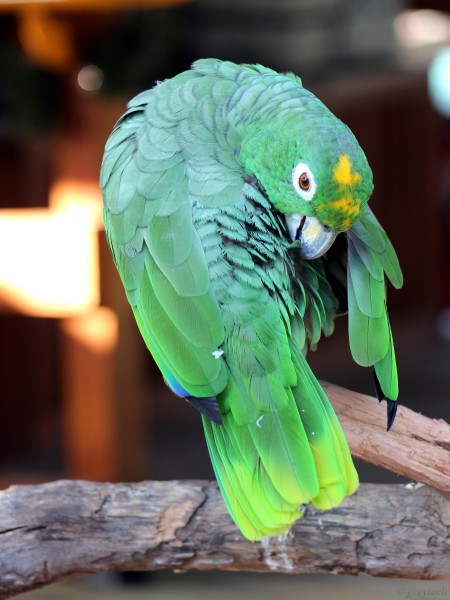 Amazona ochrocephala -Gatorland, Florida, USA-8a