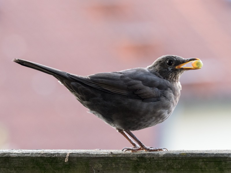 Amsel-with-grape-9283865
