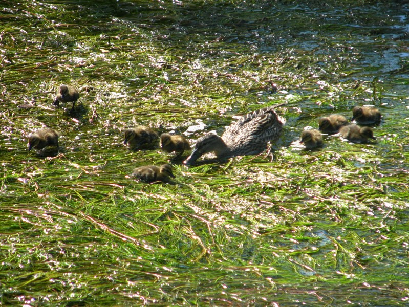 Anas platyrhynchos - Glatt - Glattbrugg IMG 6863