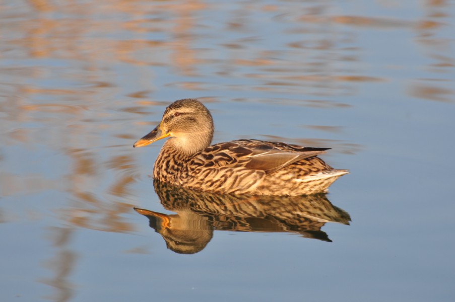 Anas platyrhynchos - Jona (SG) Stampf 2011-03-07 16-56-16