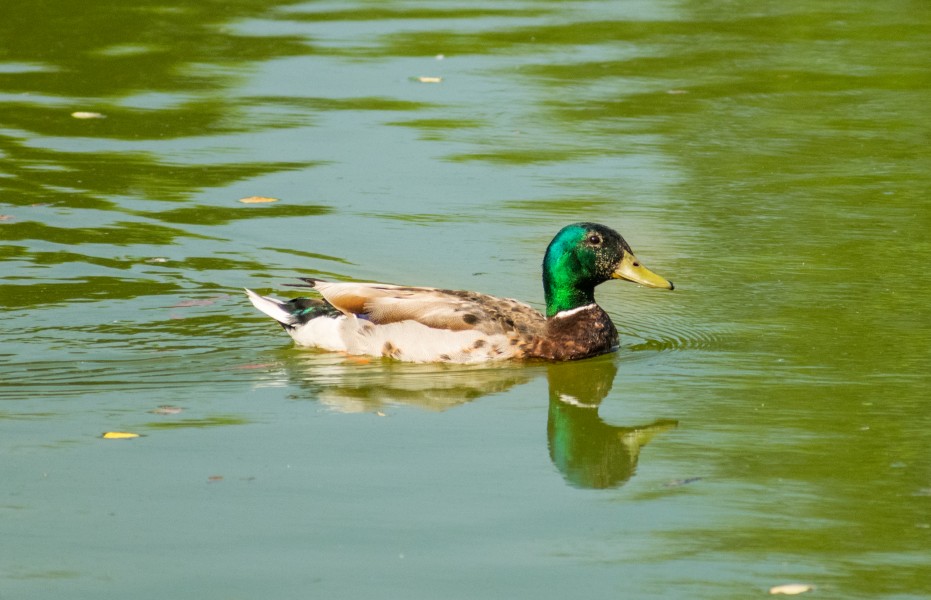 Anas platyrhynchos (Mallard) male swimming 2 LR