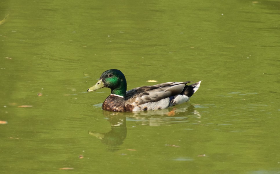 Anas platyrhynchos (Mallard) male swimming 3 LR
