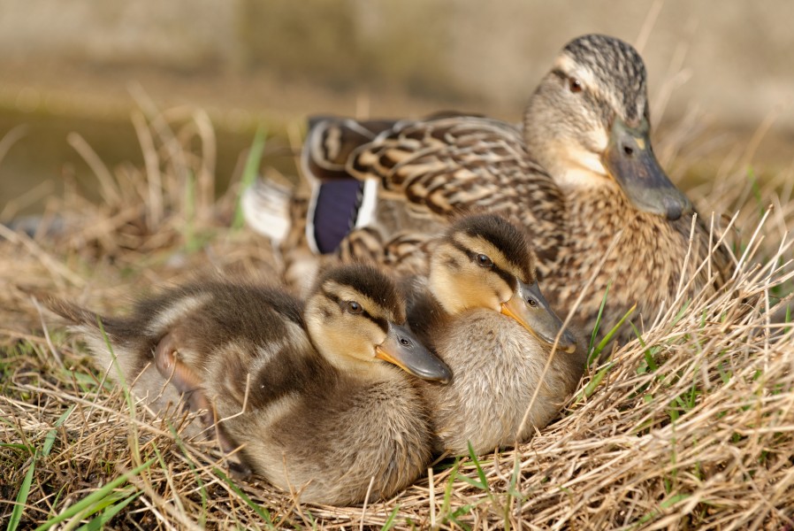 Anas platyrhynchos family JdP 2013-05-02 t180745