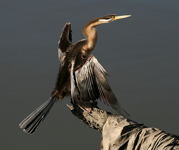 Anhinga novaehollandiae snake necked