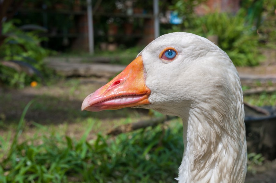 Anser anser domesticus 2