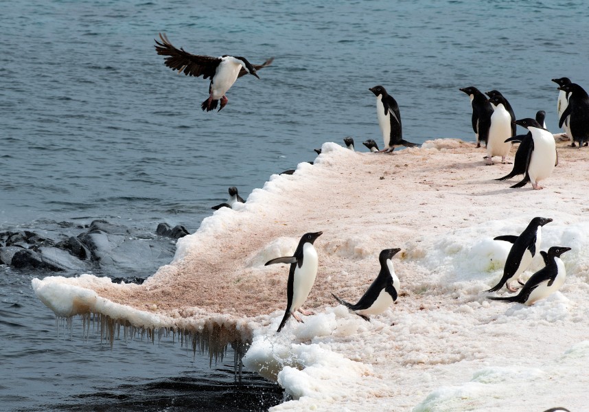 Antarctica 2013 Journey to the Crystal Desert (8370629970)