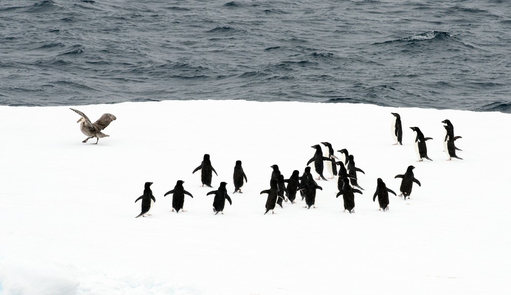 Antarctica 2013 Journey to the Crystal Desert (8370632940)