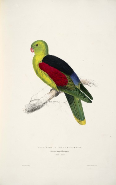 Aprosmictus erythropterus -Platycercus erythropterus Crimson-winged parrakeet -male -by Edward Lear 1812-1888