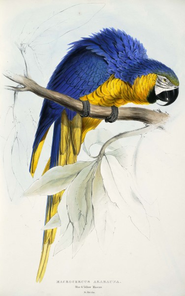 Ara ararauna -Macrocercus ararauna Blue & yellow Maccaw -by Edward Lear 1812-1888