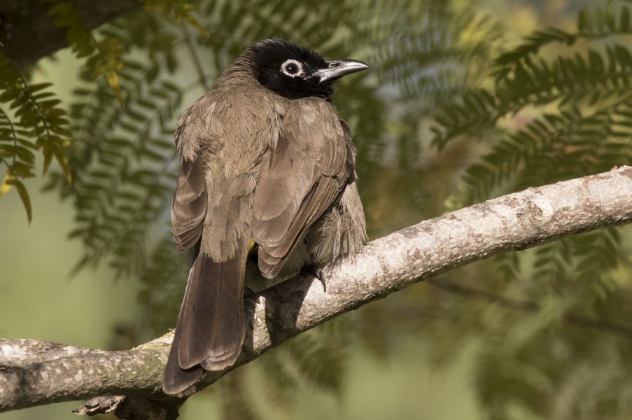Arapbülbülü - White-spectacled Bulbul - Bulbul d'Arabie 08