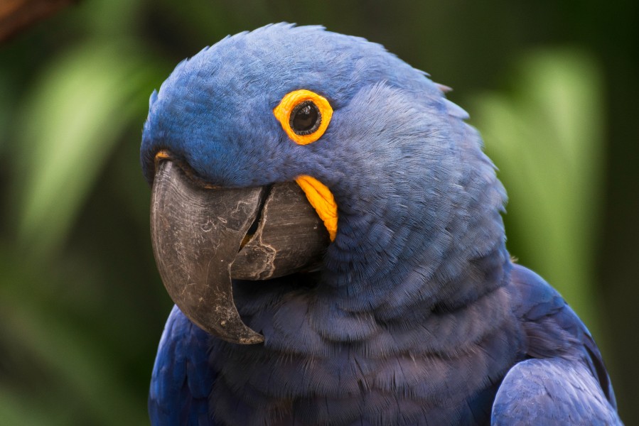 Arara Azul no Pantanal