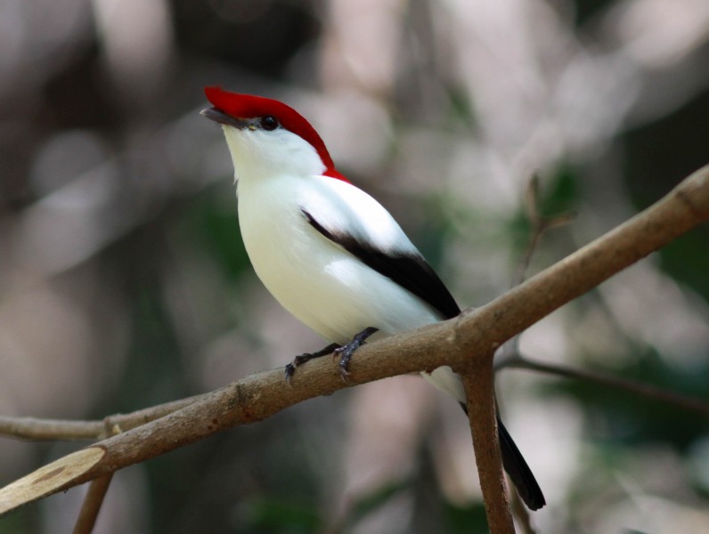 Araripe Manakin (2)