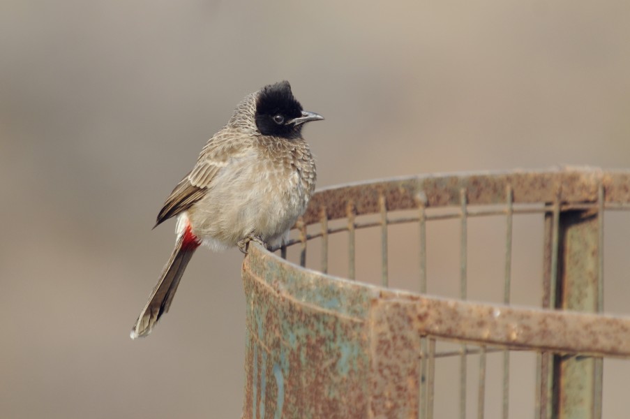 Aravalli BiodivPark Gurgaon DSC9137 rv bulbul