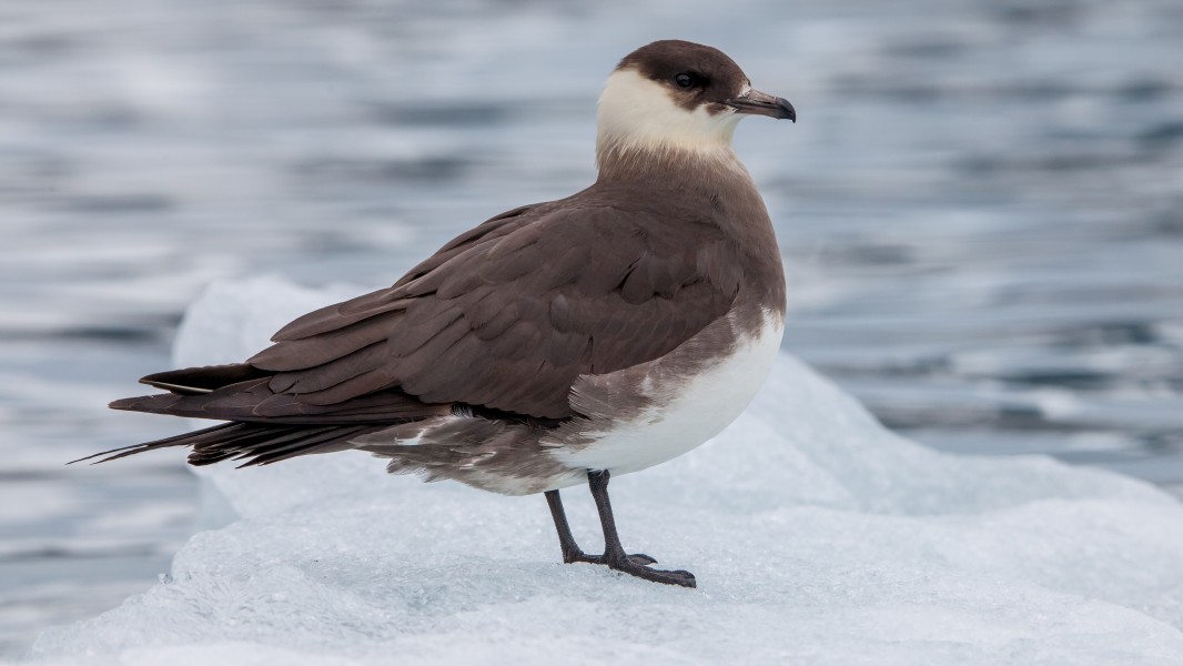Arctic skua (Stercorarius parasiticus) on an ice floe, Svalbard