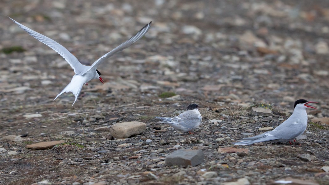 Arctic tern family during flying lessons