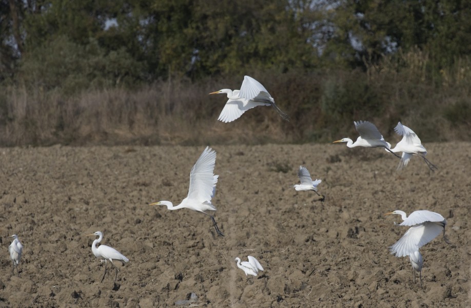 Ardea alba - Great Egret, Adana 2016-11-05 04-1