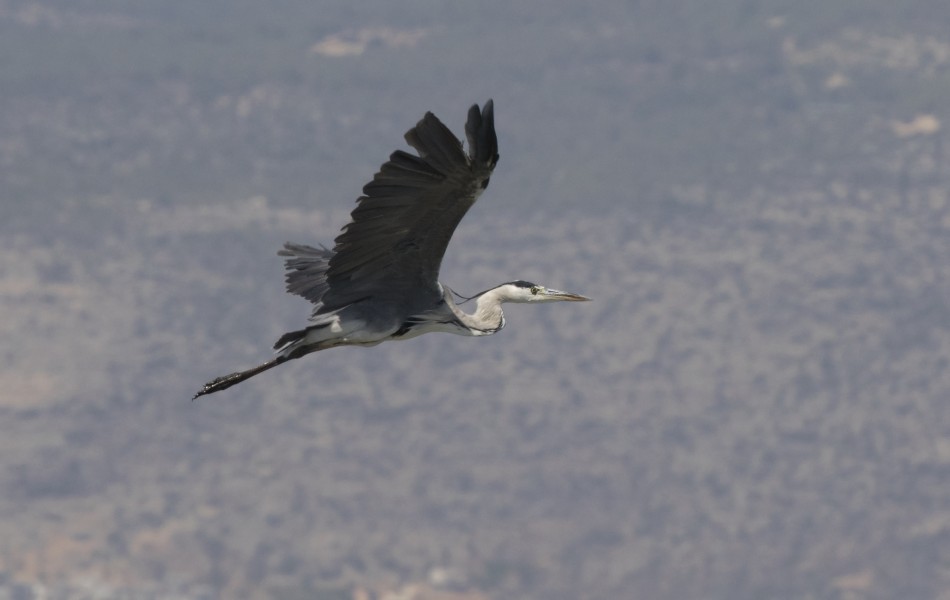 Ardea cinerea - Grey Heron, Mersin 2016-10-01 04-3