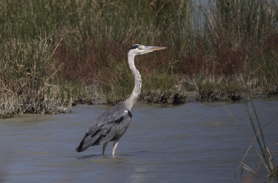 Ardea cinerea - Grey Heron, Mersin 2016-10-01 05-1