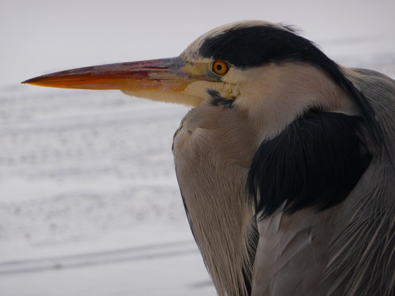 Ardea cinerea 2009